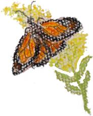 butterfly