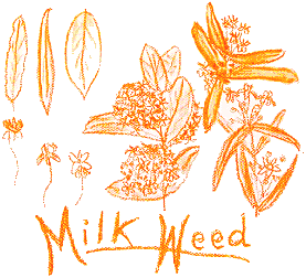 milkweed