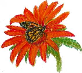 Mexican Sunflower