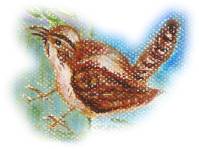 wren